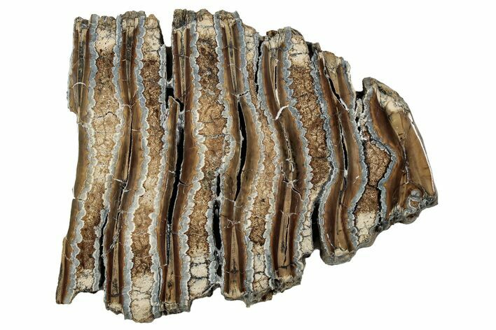 Polished Mammoth Molar Slice - South Carolina #333750